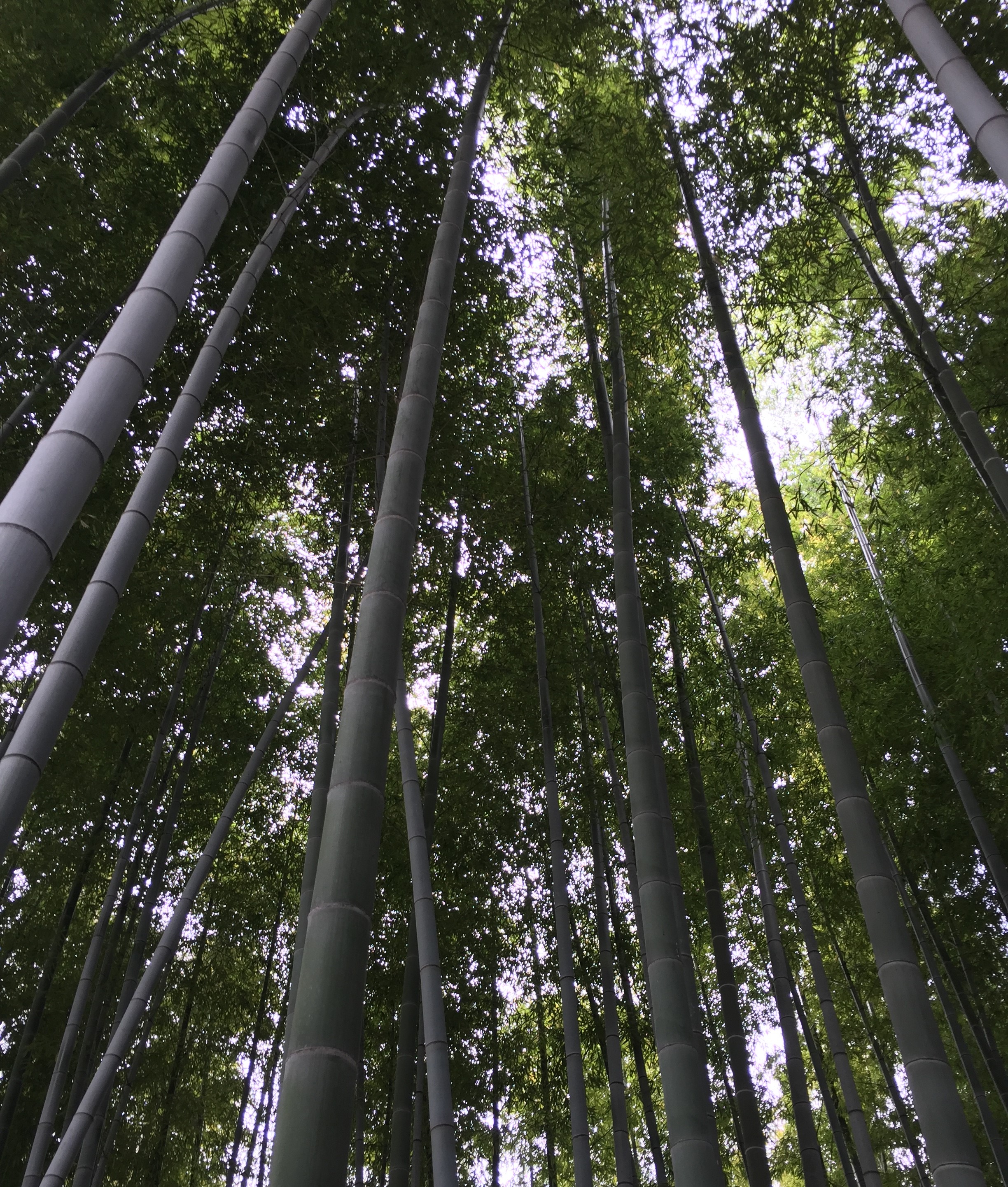 ç«¹ã‚’ç”Ÿã‹ã—ãŸå¯„ã›æ¤ãˆã¤ãã‚Š çµãƒªãƒ³ã‚¯ - ä¸€èˆ¬ç¤¾å›£æ³•äººãƒãƒ³ã‚ºãƒãƒ³ã‚ºã®ãƒ–ãƒ­ã‚°